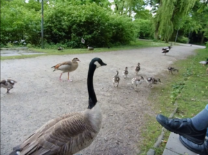 Gänse in Gelsenkirchen