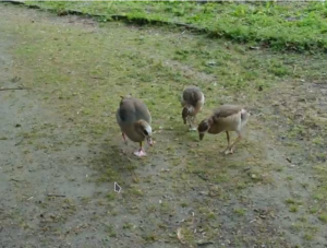 Nilgänse in Gelsenkirchen