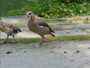 Kanada,- und Nilgänse