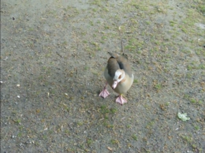 Nilgans